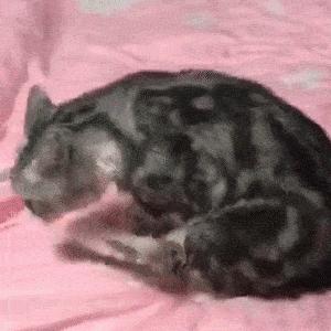 淦！给猫挤肛门腺喷到笔记本键盘上了