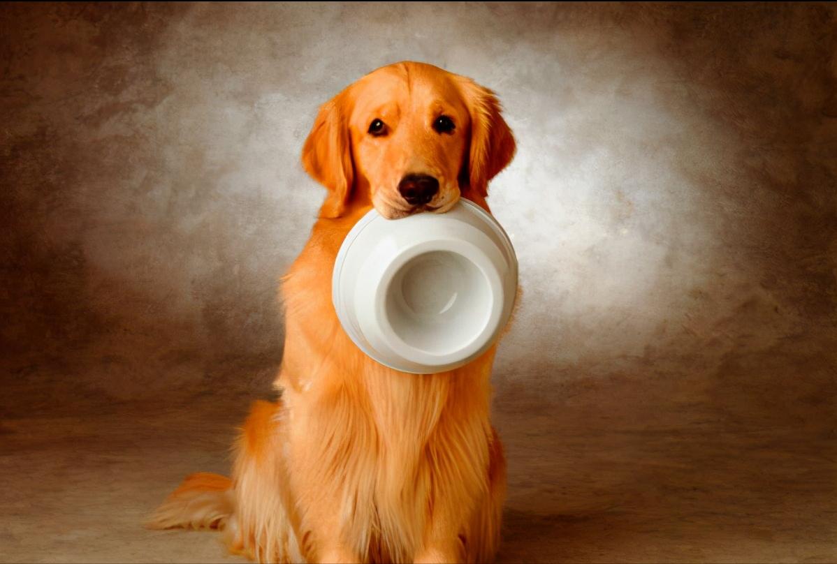 金毛突然干呕,金毛吃东西呕吐大概是什么病