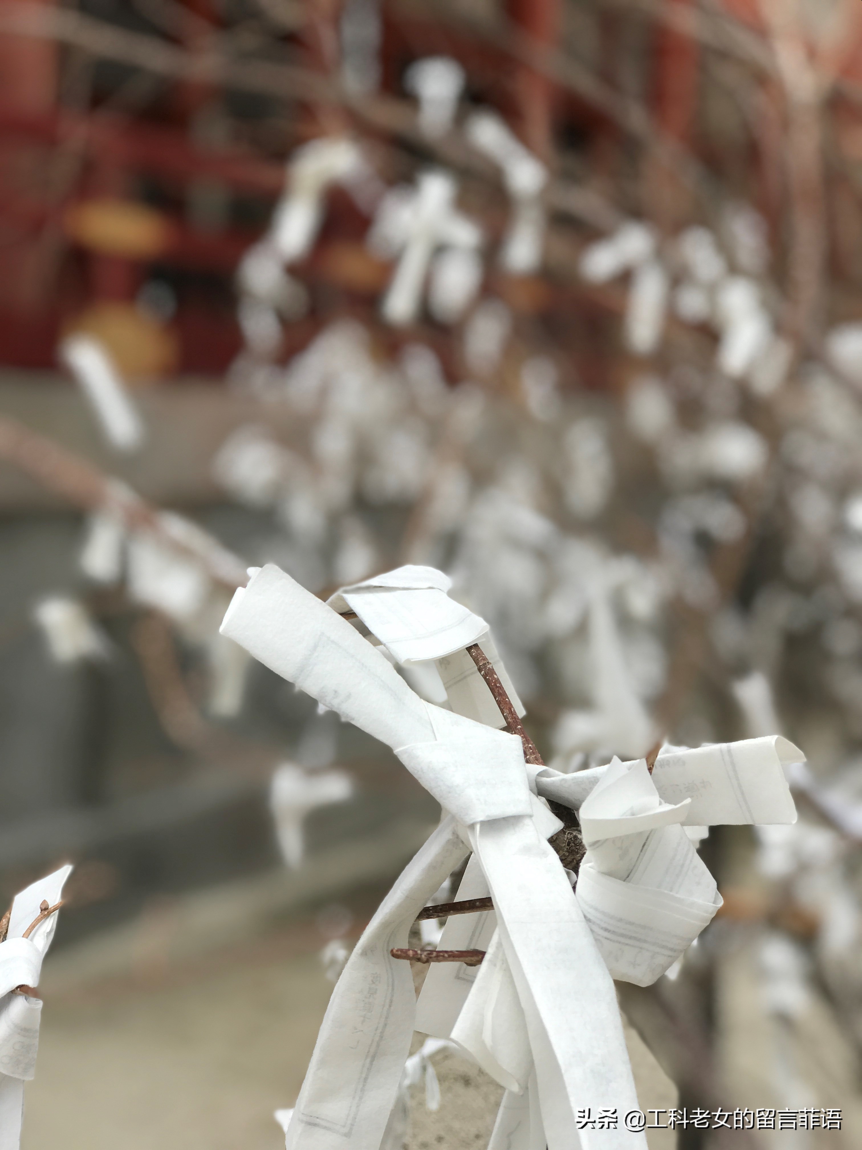 京都之因喜欢这神社的名字就在此卜了一签,却不认字