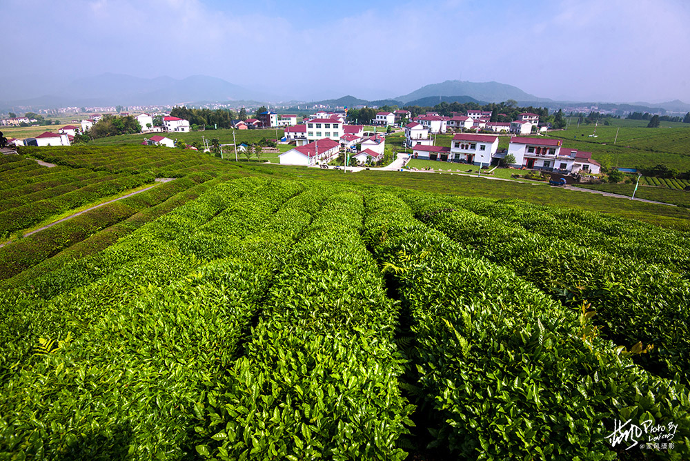 景德镇浮梁茶是什么茶,景德镇除了陶瓷还有什么比较出名