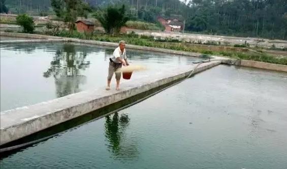 土塘水花鱼苗培育成活率,水花鱼苗养殖投喂什么饲料