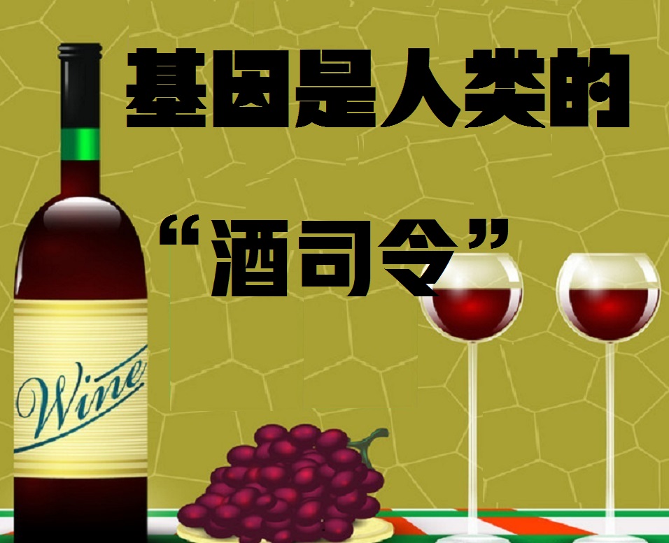 基因是人类的“酒司令”