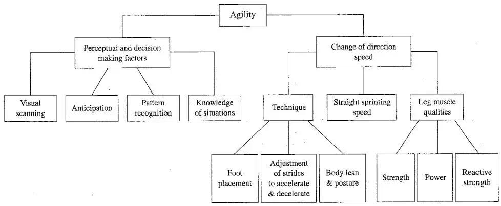 灵敏梯训练方法,灵敏训练的内容
