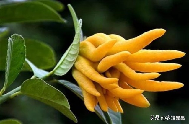 冬天从网上买的佛手苗怎么种植,种三年佛手一亩产量有多少