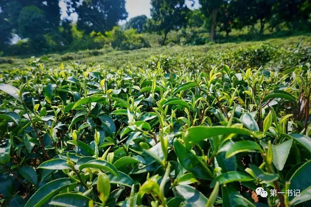 过年解油腻茶,过年油腻吃多了该怎么养生