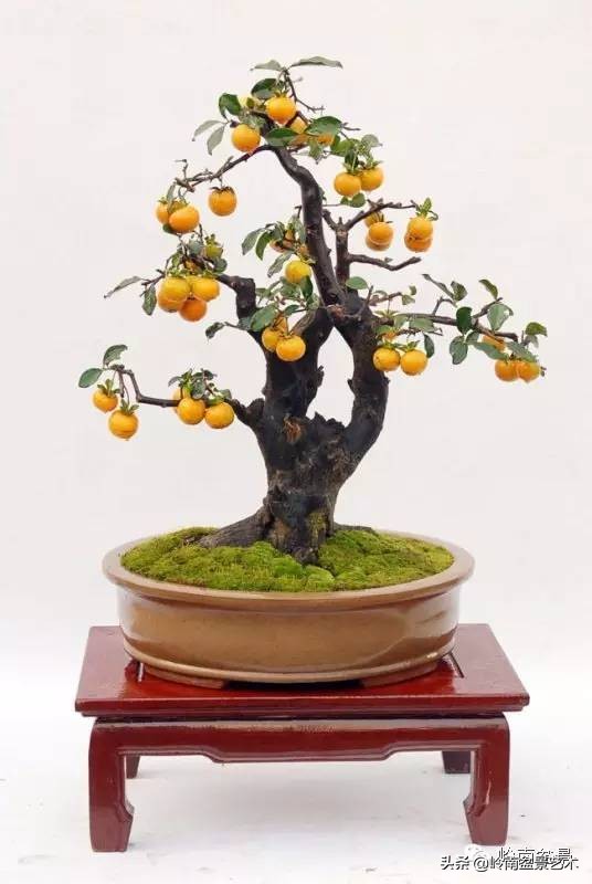 室内十大盆景名贵树种排名,十大盆景名贵树种排名火棘