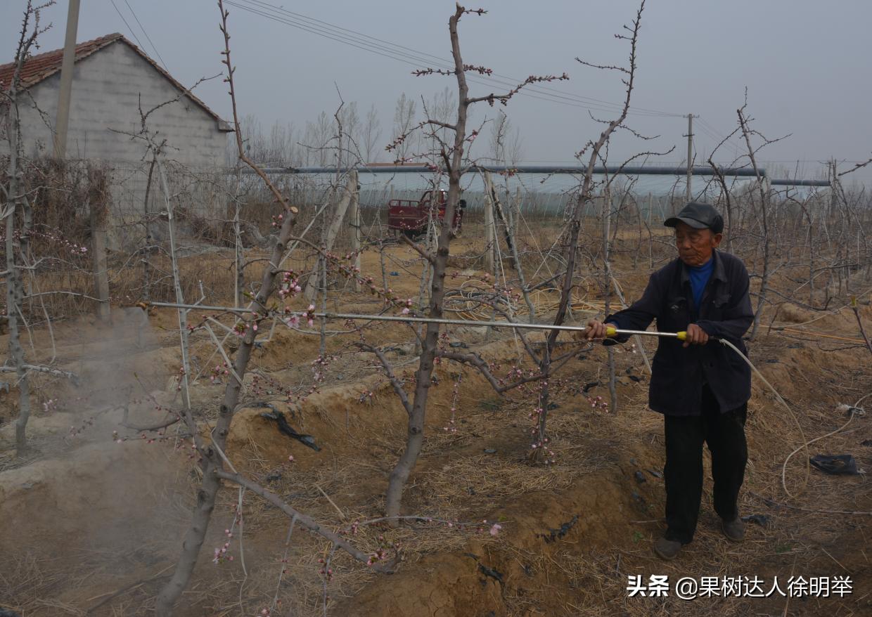 油桃黑点是什么,油桃外面黑点不长个