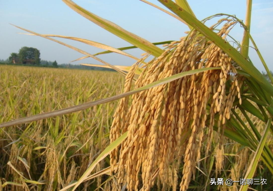 水稻种植时期水量管理,水稻大棚温度管理