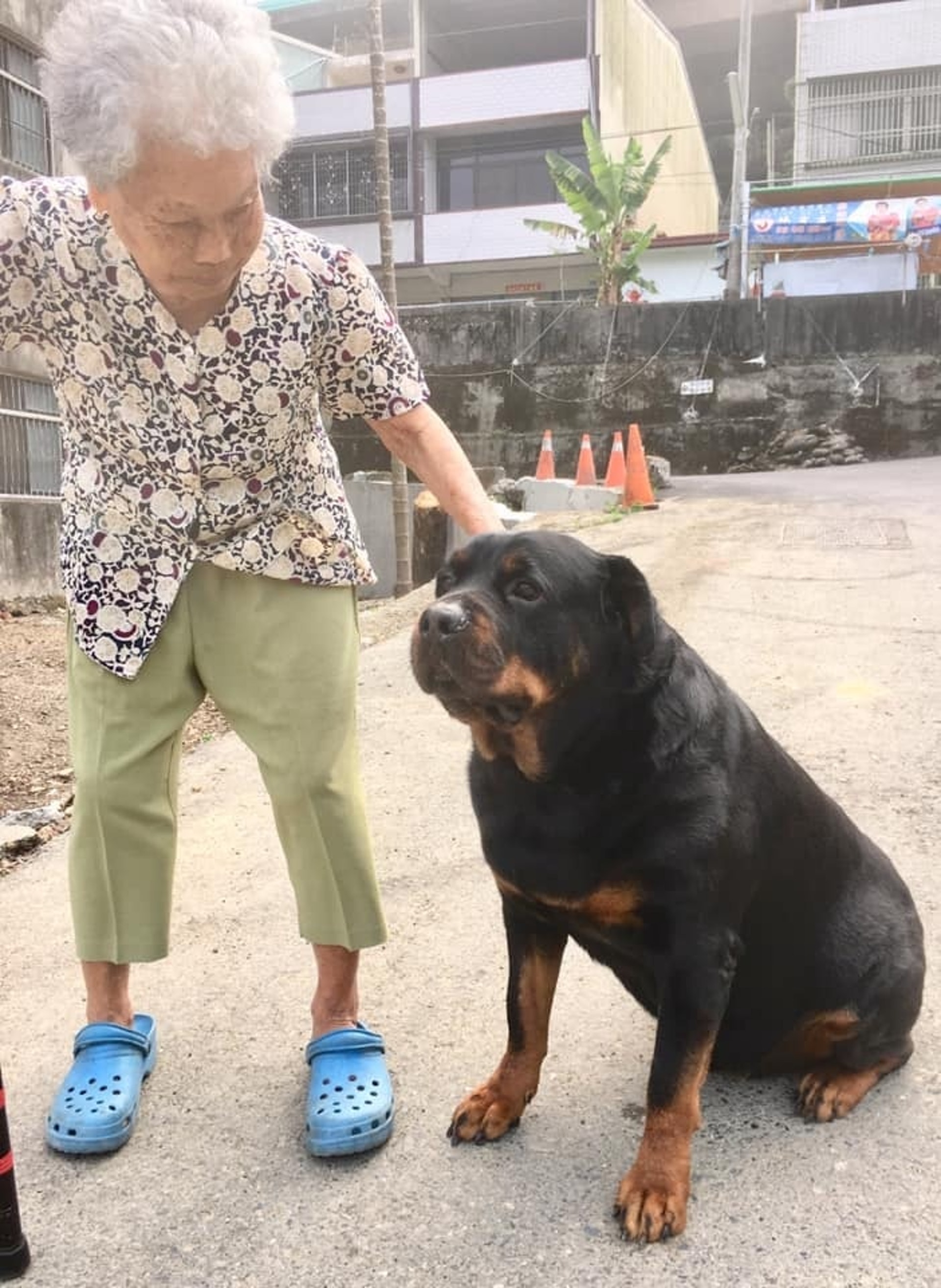 罗威纳成为奶奶的拐杖,120斤罗威纳犬视频