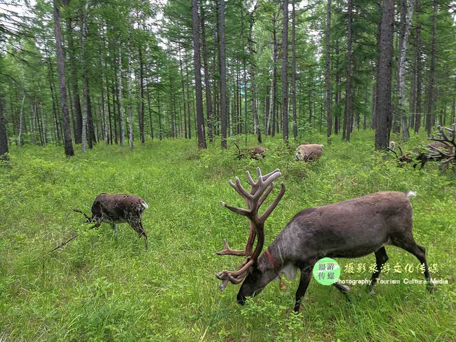呼伦贝尔的民族风光和习俗,呼伦贝尔巴尔虎民俗文化