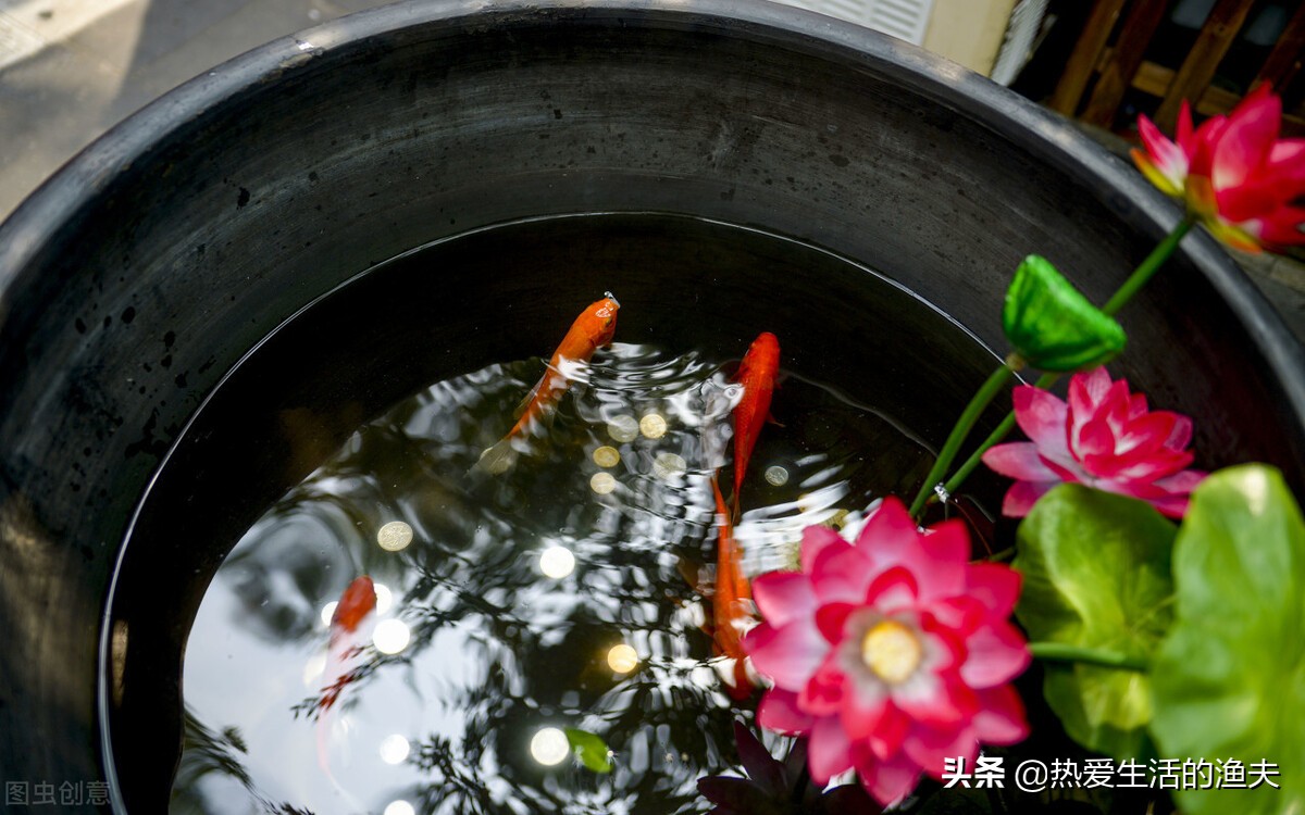 养了一周的金鱼不吃饲料怎么办,金鱼一直没喂饲料怎么存活下来的