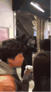 猫咪的迷惑行为历史版,可爱的猫咪黑历史