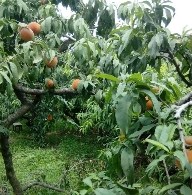 西安渭河风景,西安渭河草滩