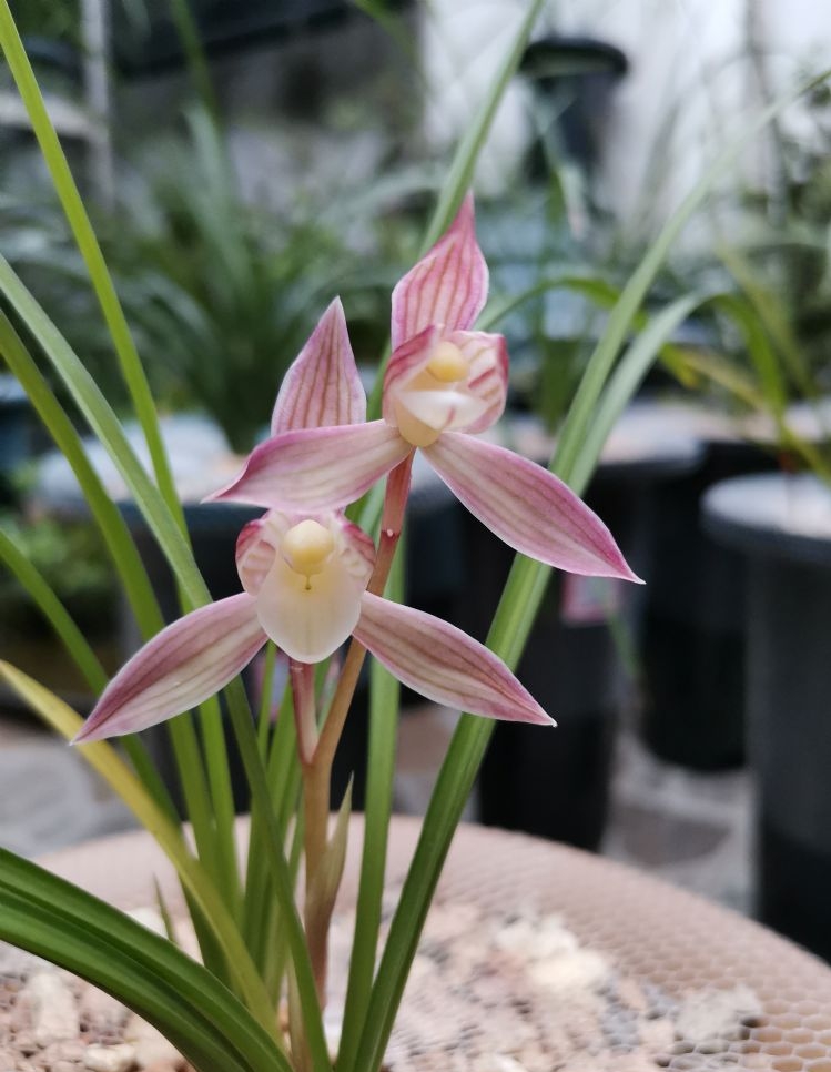 兰花如何实现产业化,近几年兰花产业的发展