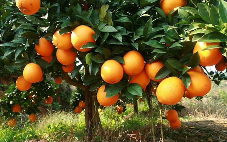 家乡特产有哪些好吃的,有什么家乡的特产