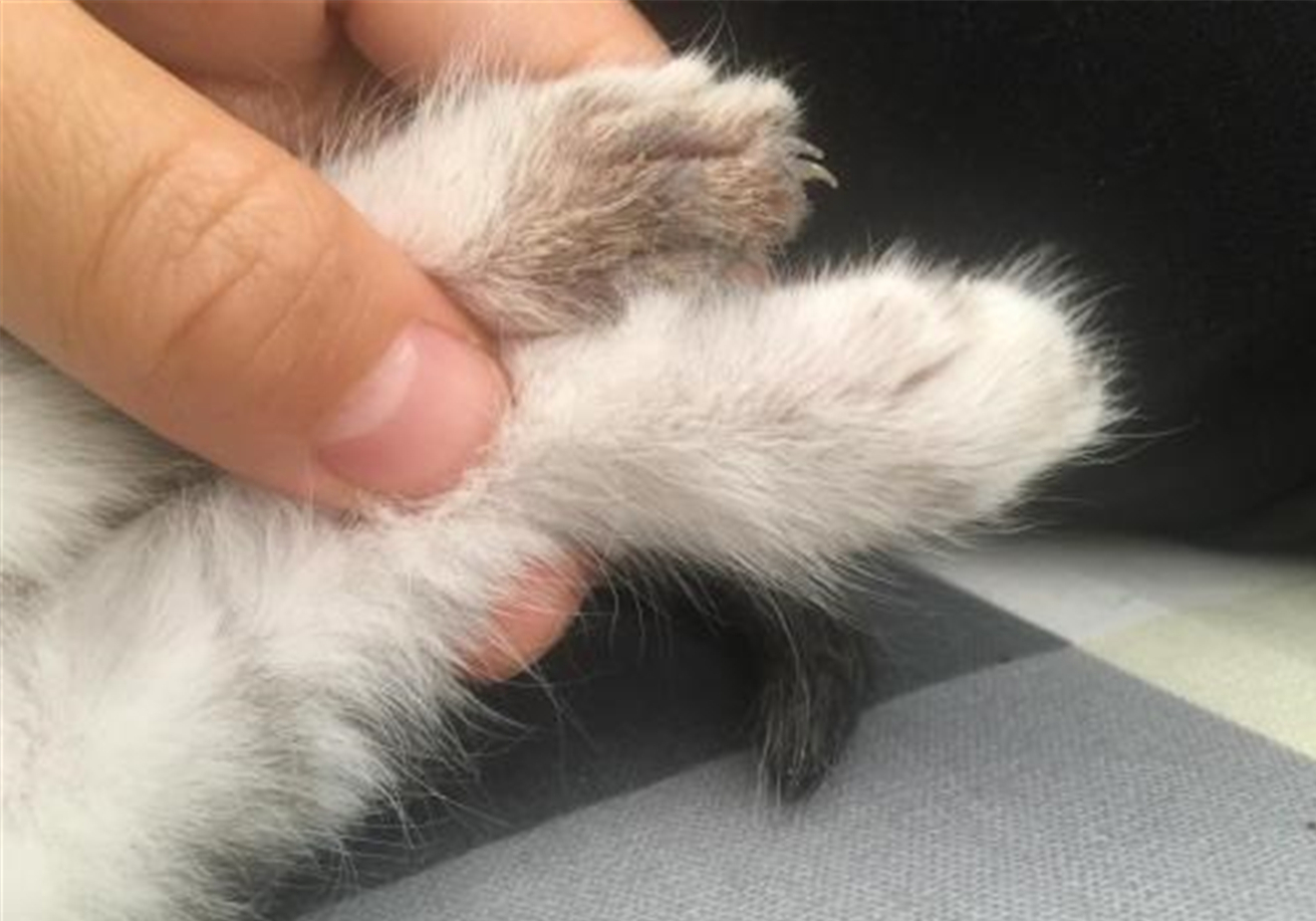 被猫抓伤确诊猫抓病,被猫咪抓了会得猫瘟吗