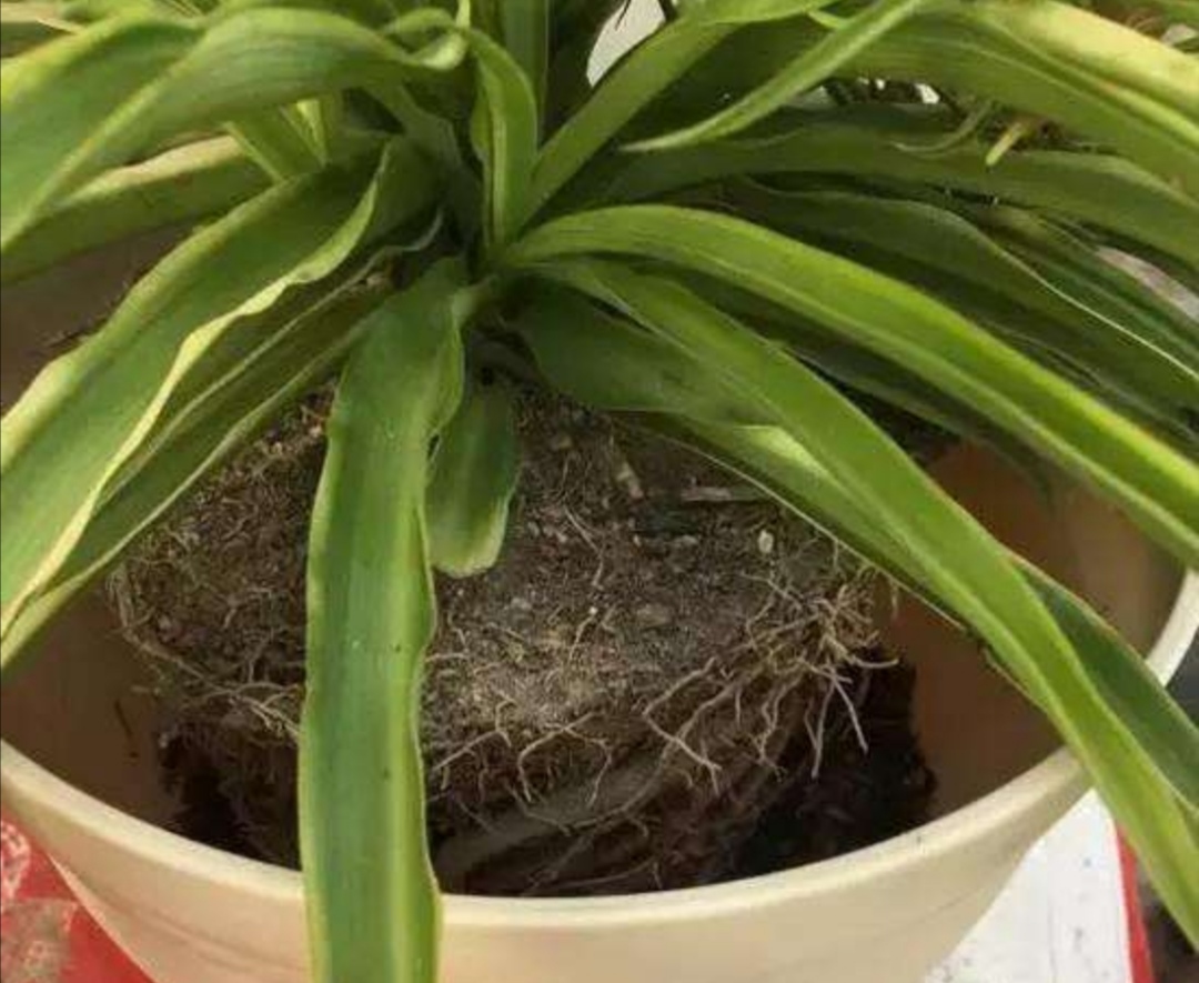 盆土浇水不积水的方法,土太硬了浇不透怎么办