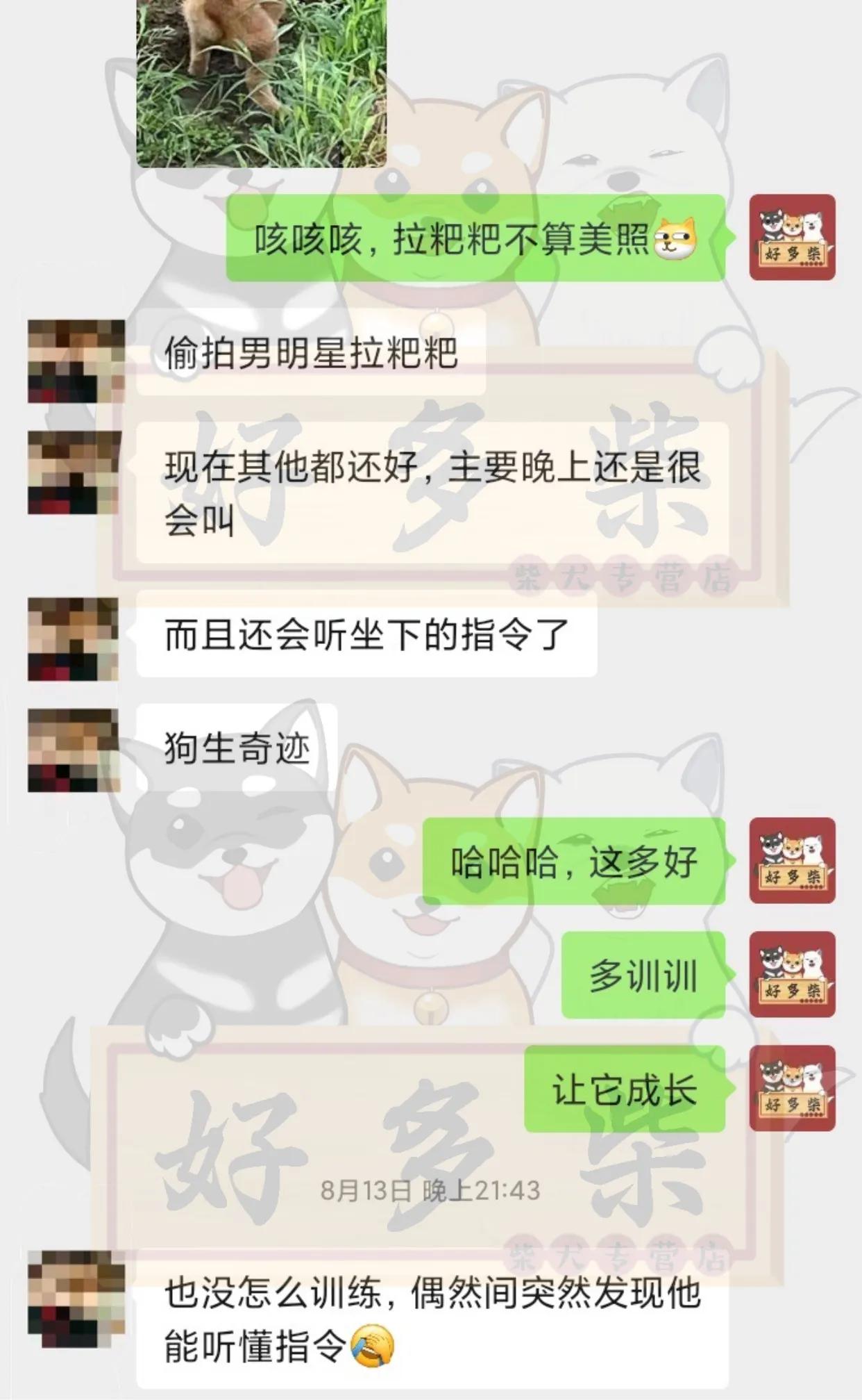 柴犬舍在什么地方,柴柴犬舍靠谱吗