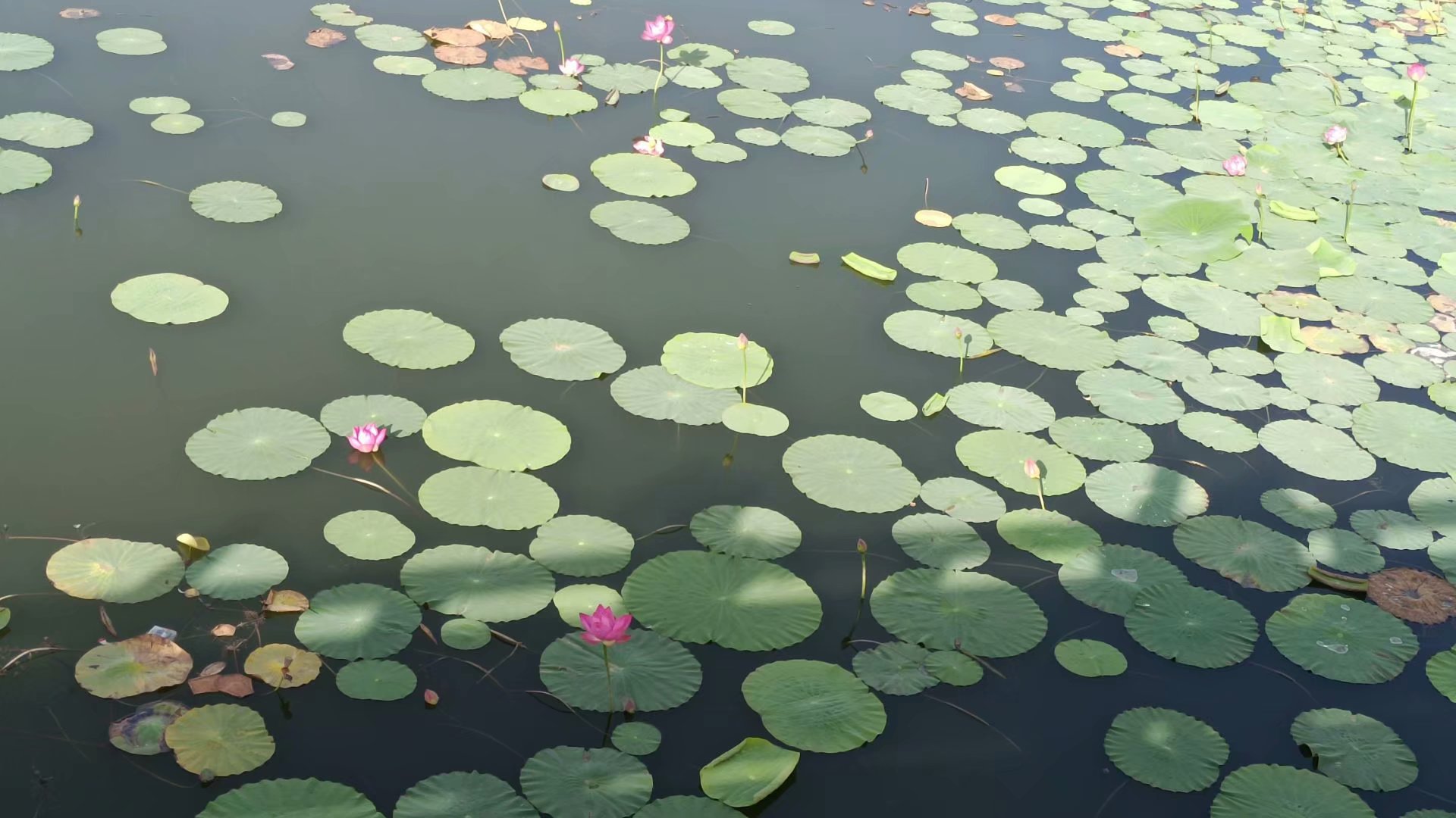 出淤泥而不染濯清涟而不妖歌曲,出淤泥而不染濯清涟而不妖意思