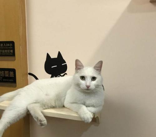 喵星人铲屎官必备,铲屎官出门猫咪怎么办