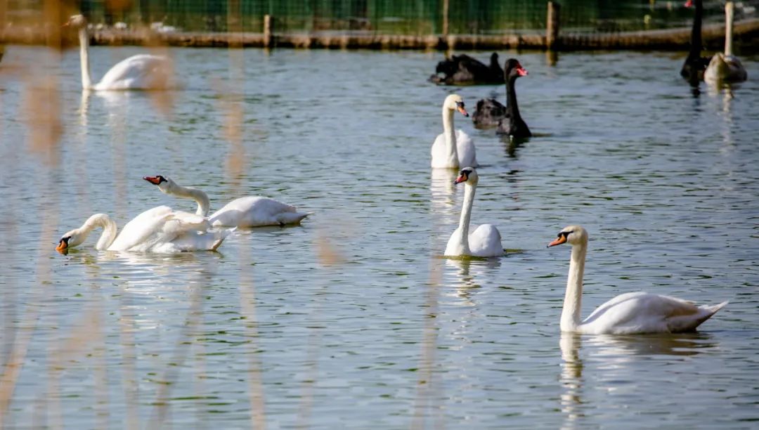 济南湿地公园值得去吗,济南湿地公园旅游攻略
