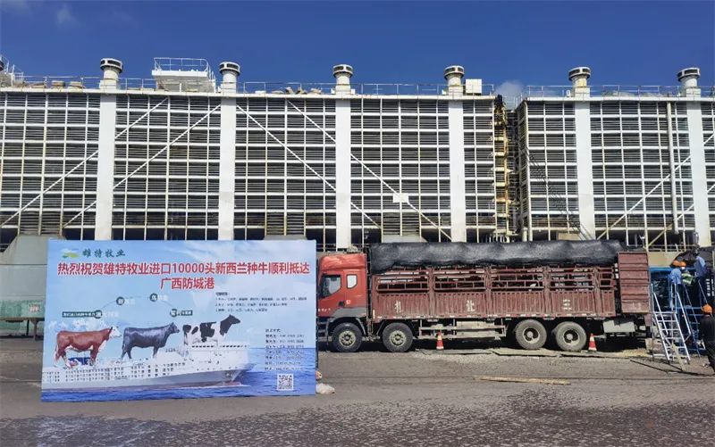 雄特牧业喜迎万头新西兰种牛顺利抵达广西防城港