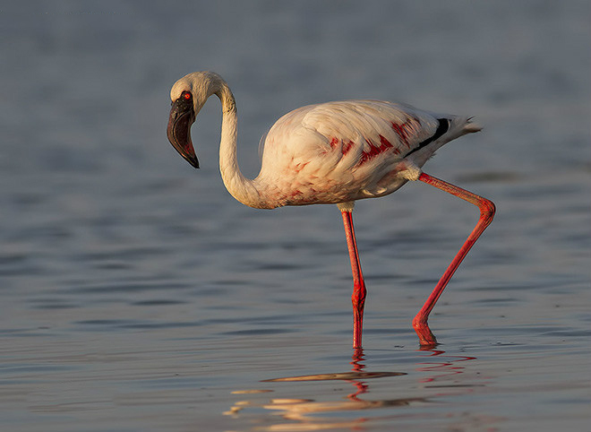 广东常见鸟类图谱图文,广东常见鸟类图谱