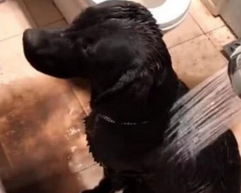 养拉布拉多犬的好处和坏处,养拉布拉多有什么好处和坏处