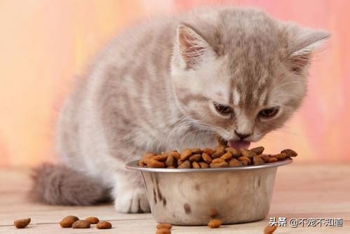 猫咪不吃猫粮怎么办小妙招,猫咪不吃猫粮只喝水还干呕怎么办