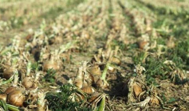 出口转内销的物价会降吗,出口转内销价格下跌严重