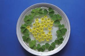 浮游花一种特别的赏花方式,赏花正确方法图片