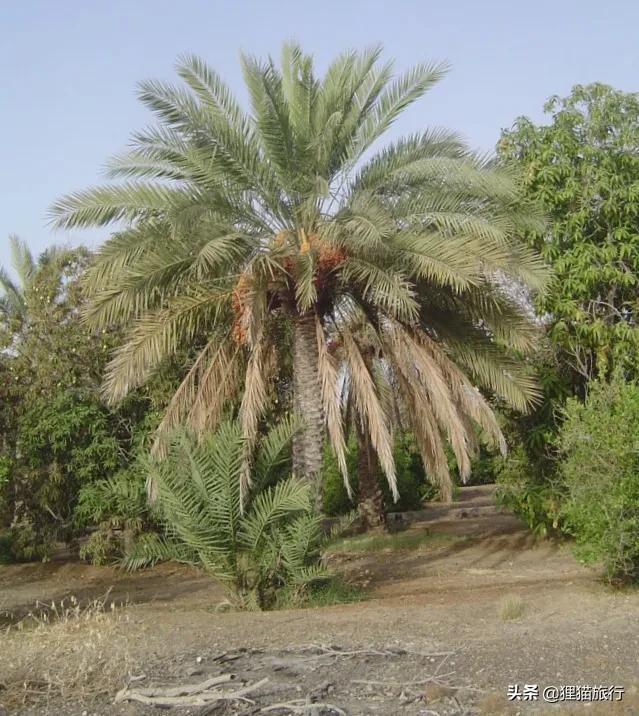 阿曼首都马斯喀特,阿曼马斯喀特有几个区