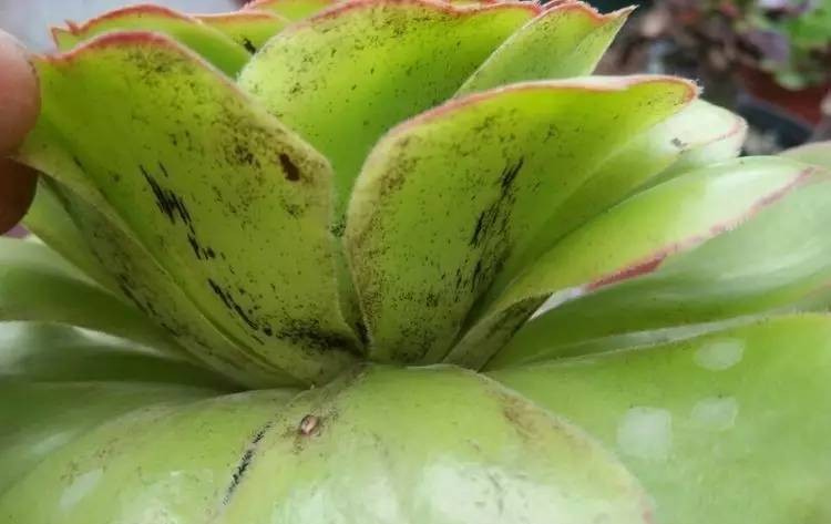 多肉植物煤烟病的治疗方法,多肉植物煤烟病是什么样子