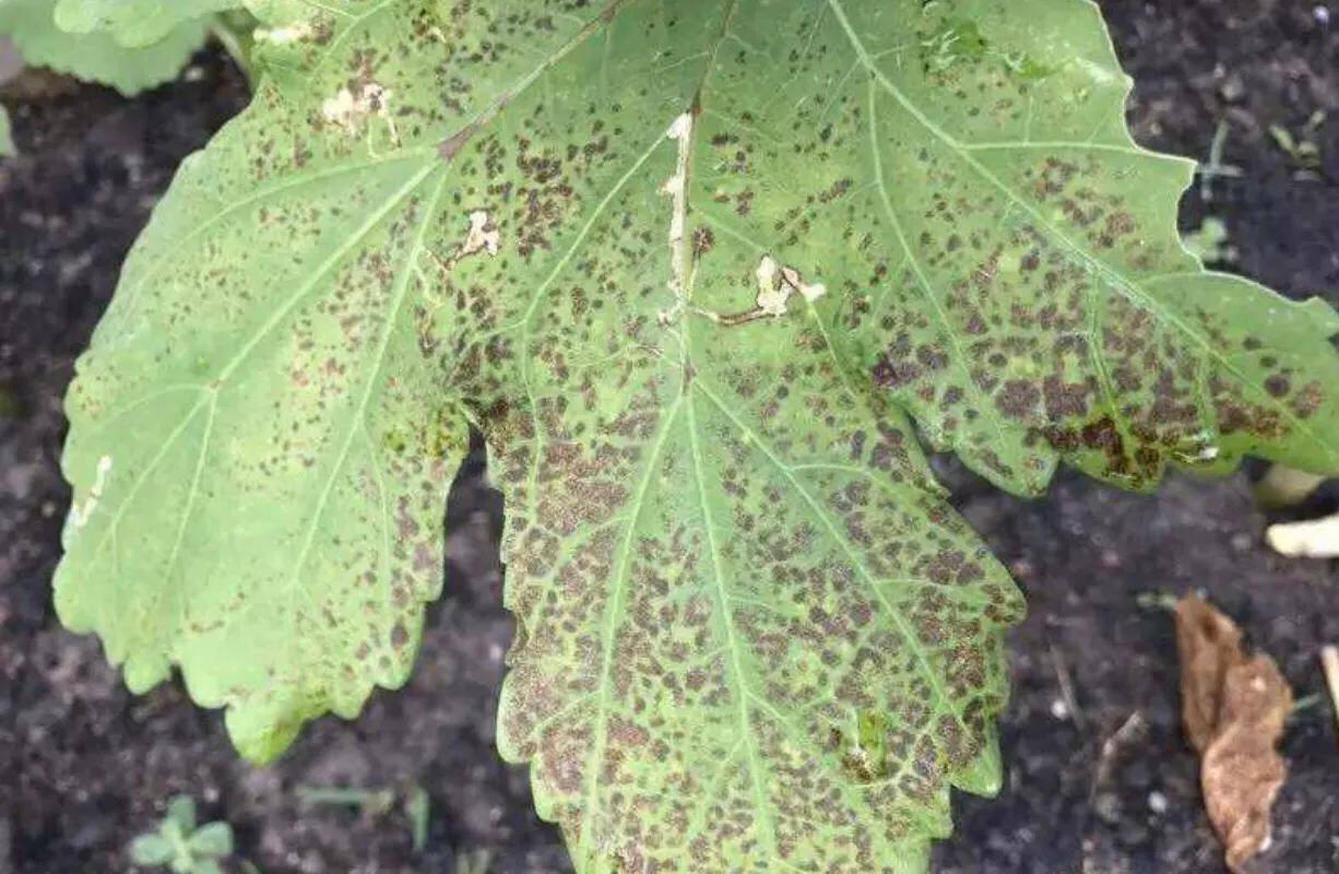 大棚秋葵种植技术大全,大棚种植秋葵一年可种几茬