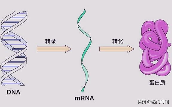 章鱼为什么会被称为外星动物,章鱼果真是外星生物吗
