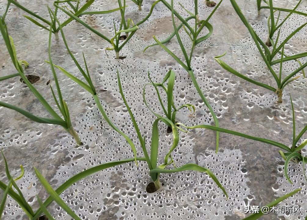 大蒜苗越冬打什么药防冻,大蒜苗冬天冻了怎么办