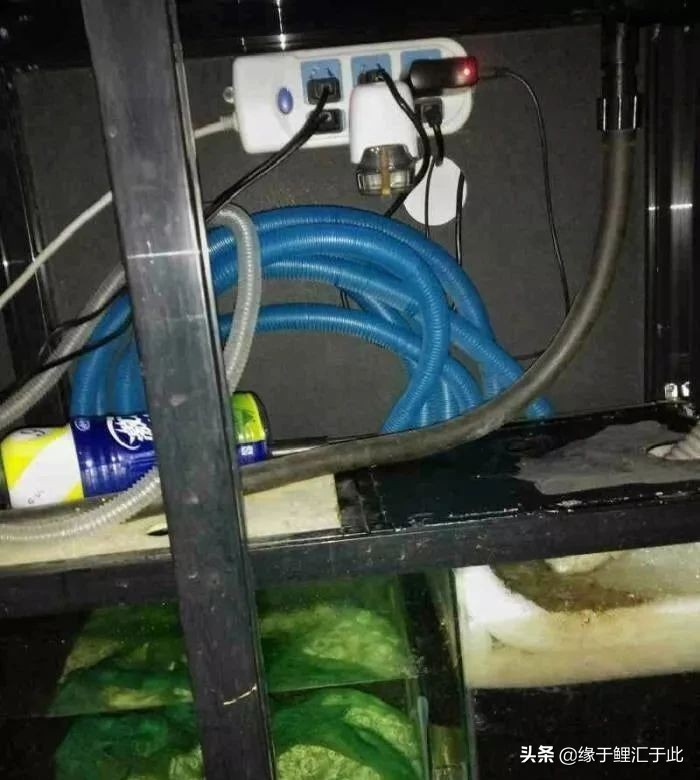 养鱼灭蚊虫最佳方法,养鱼驱蚊最好的方法