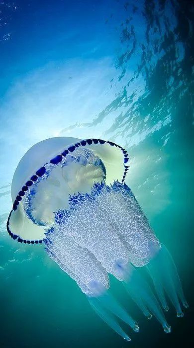 五彩斑斓的海底,五彩缤纷的海底世界介绍