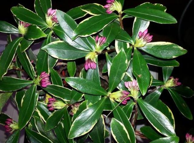 怎么样叶片变得油亮,用什么可以让叶子油亮