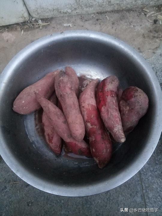 红薯种植育苗,红薯育苗用大红薯好还是小红薯好