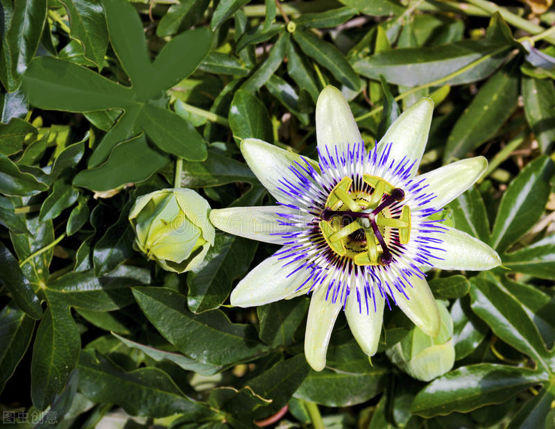 每个十一月生日对应的生日花,365天每天代表生日的花有哪些