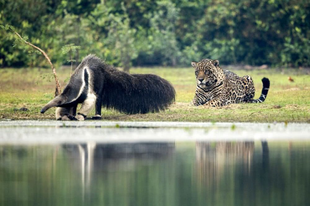 食蚁兽只吃蚂蚁和白蚁是哪个洲的,食蚁兽幼崽被蚂蚁咬死