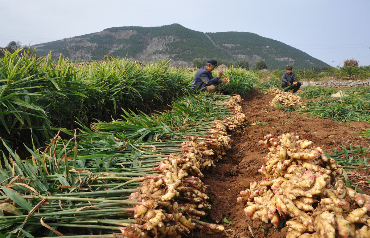 北方冬天生姜盆栽种植方法,8月生姜盆栽种植方法
