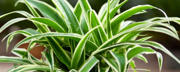 吊兰水浇多了什么症状,吊兰水浇多了有点蔫