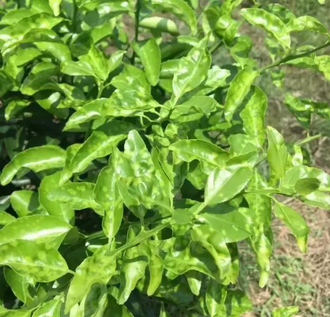 柑橘打保果药后嫩叶向内卷曲,柑橘喷药后叶子发黄怎么办