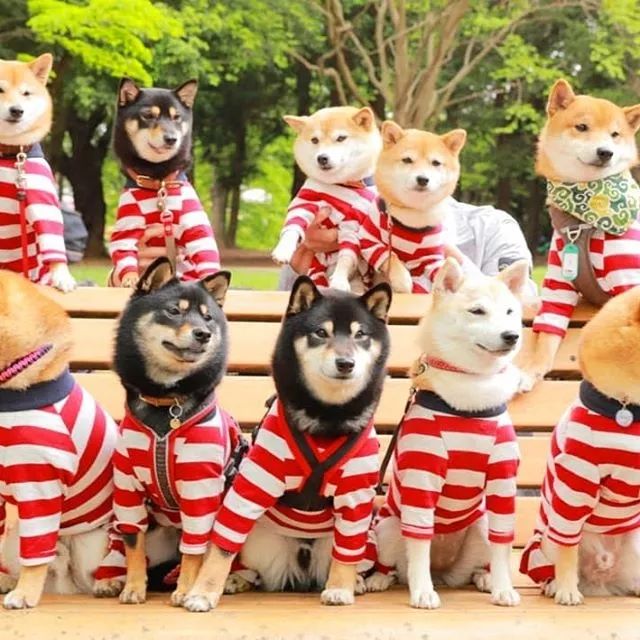 比人还会拍照的狗，简直萌炸朋友圈了