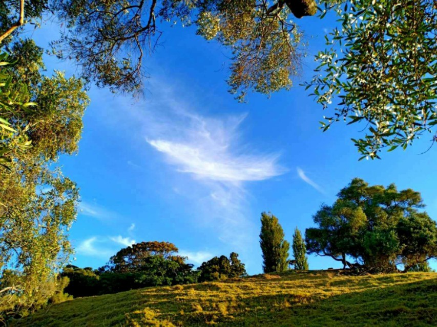 一树山介绍,一树山