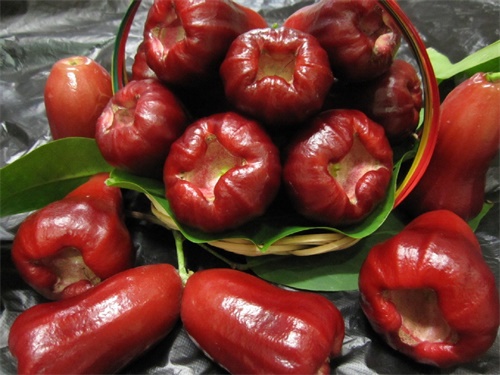 莲雾果种植,莲雾果种植技术