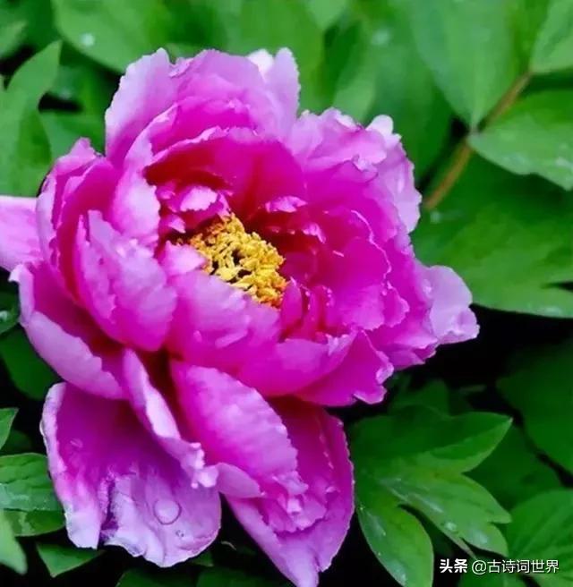 古诗中赞美牡丹的诗句有哪些,我见过雍容华丽的牡丹阅读答案