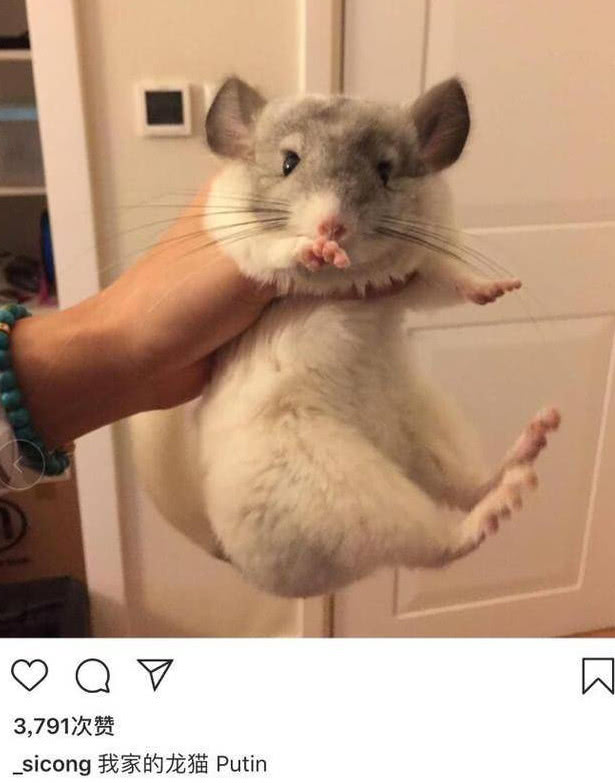 王思聪的狗可可最近怎样了,王思聪养宠物